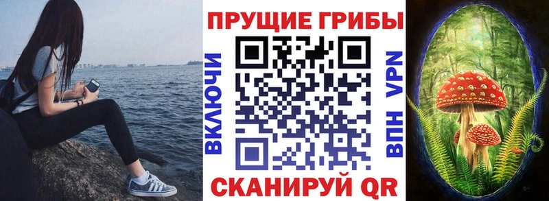 Галлюциногенные грибы Psilocybine cubensis Тимашёвск